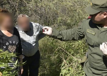 Incautan plantación de marihuana en un baldío de Valle Fértil