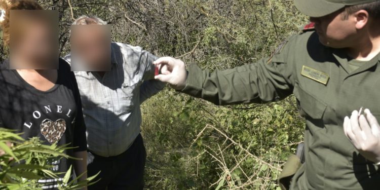 Incautan plantación de marihuana en un baldío de Valle Fértil