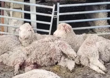 Ataques de perros sueltos en Calingasta: crecen las pérdidas y la preocupación de los productores