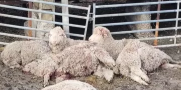 Ataques de perros sueltos en Calingasta: crecen las pérdidas y la preocupación de los productores