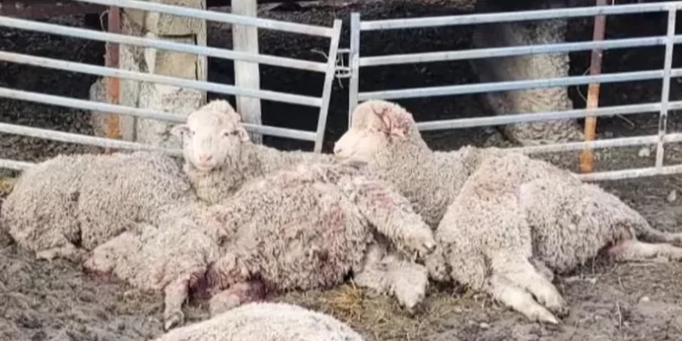 Ataques de perros sueltos en Calingasta: crecen las pérdidas y la preocupación de los productores