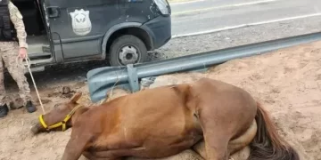 Condenan a prisión perpetua al policía que mató a un camionero en Valle Fértil