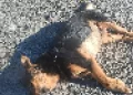 San Juan en alerta: Apareció un perro mutilado y hasta sin ojos