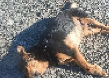San Juan en alerta: Apareció un perro mutilado y hasta sin ojos