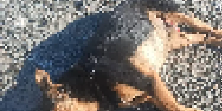 San Juan en alerta: Apareció un perro mutilado y hasta sin ojos