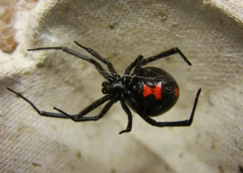 Picadura peligrosa: una mujer fue atacada por una viuda negra en Albardón