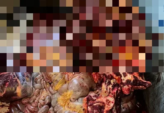 Faena clandestina de caballos en Chimbas: secuestraron 350 kilos y una escopeta