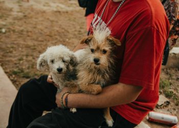 El quirófano móvil de esterilización estará en Santa Lucía, Albardón y Chimbas