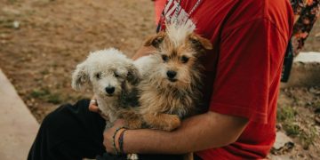 El quirófano móvil de esterilización estará en Santa Lucía, Albardón y Chimbas