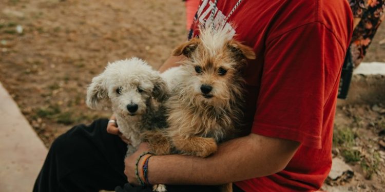 El quirófano móvil de esterilización estará en Santa Lucía, Albardón y Chimbas