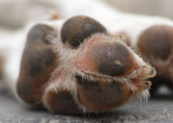 Conmoción: una familia contrató a un albañil y este abusó de su perra