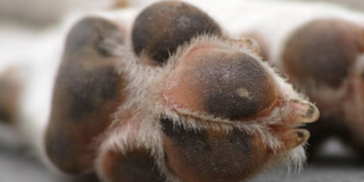 Conmoción: una familia contrató a un albañil y este abusó de su perra