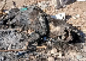 Encuentran una perra abusada, quemada y asesinada en San Juan