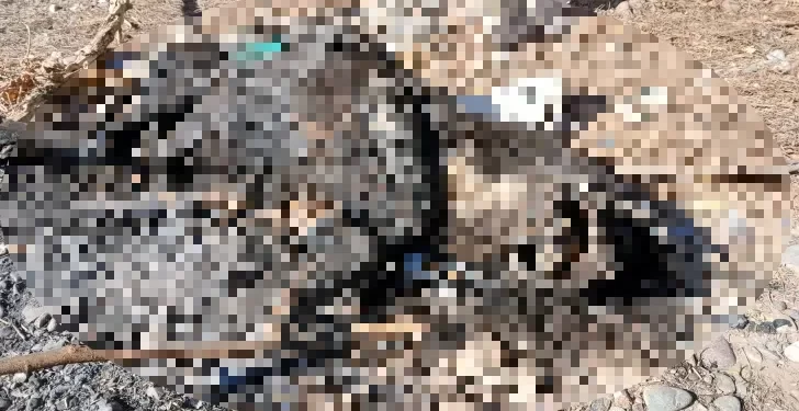 Encuentran una perra abusada, quemada y asesinada en San Juan