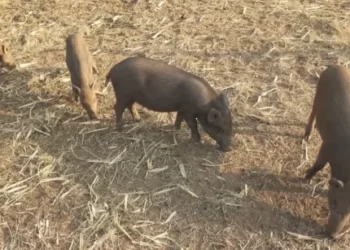 Operativos rurales: secuestran ocho caballos sueltos en distintos departamentos de la provincia