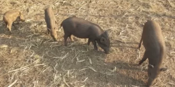 Operativos rurales: secuestran ocho caballos sueltos en distintos departamentos de la provincia