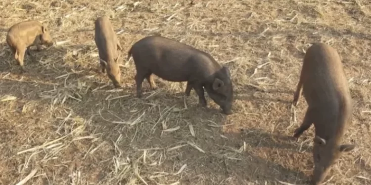 Operativos rurales: secuestran ocho caballos sueltos en distintos departamentos de la provincia