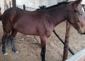 Operativos rurales: secuestran ocho caballos sueltos en distintos departamentos de la provincia