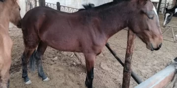 Operativos rurales: secuestran ocho caballos sueltos en distintos departamentos de la provincia