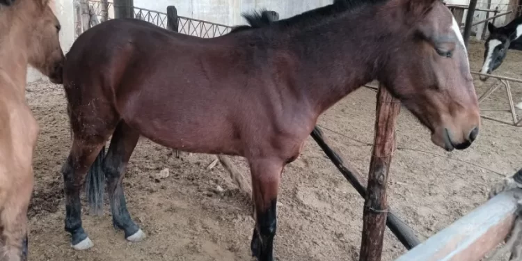 Operativos rurales: secuestran ocho caballos sueltos en distintos departamentos de la provincia