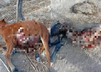 Hallaron caballos muertos y sospechan faenamiento clandestino