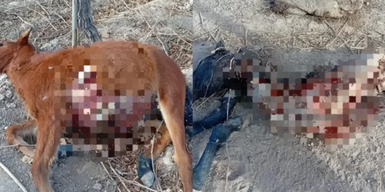 Hallaron caballos muertos y sospechan faenamiento clandestino