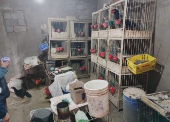 Fuerte operativo policial desbarata criadero ilegal de gallos en San Juan