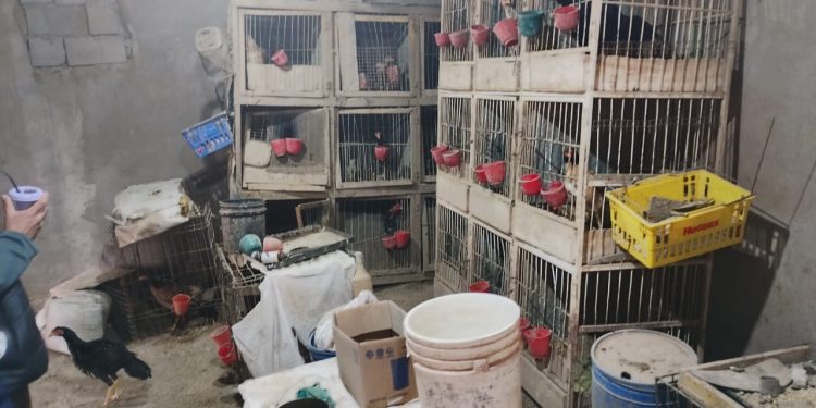 Fuerte operativo policial desbarata criadero ilegal de gallos en San Juan