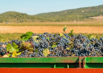 Crecieron las exportaciones vitivinícolas en los primeros cinco meses del 2025