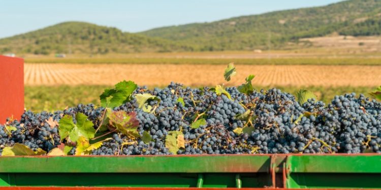 Crecieron las exportaciones vitivinícolas en los primeros cinco meses del 2025