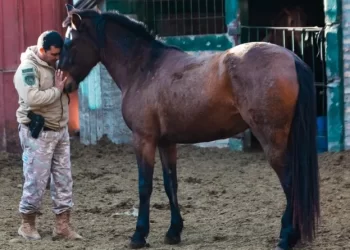 Caballos que sanan y protegen: el trabajo poco conocido de la Policía Montada