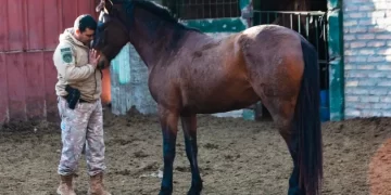 Caballos que sanan y protegen: el trabajo poco conocido de la Policía Montada