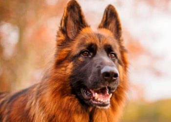 Conmoción: una bebé murió tras ser atacada ferozmente por un perro