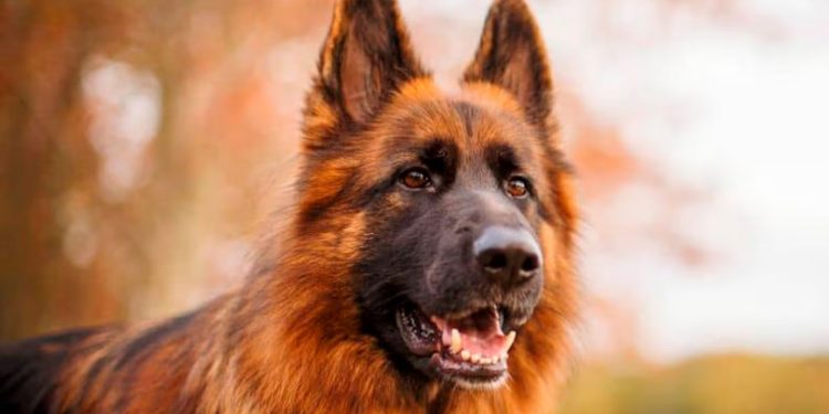 Conmoción: una bebé murió tras ser atacada ferozmente por un perro