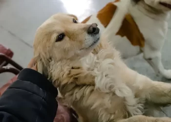 Realizarán un operativo gratuito de vacunación antirrábica