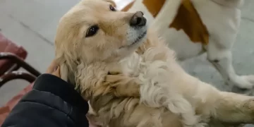 Realizarán un operativo gratuito de vacunación antirrábica