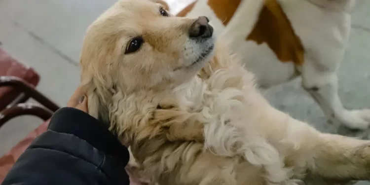 Realizarán un operativo gratuito de vacunación antirrábica