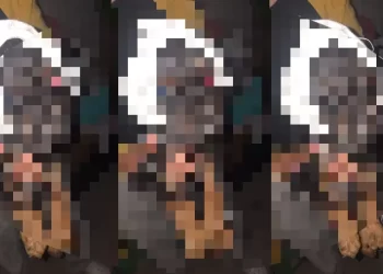 Indignación en San Juan por cachorro con heridas extremas: piden ayuda urgente