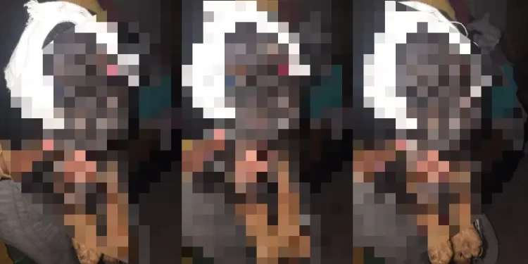 Indignación en San Juan por cachorro con heridas extremas: piden ayuda urgente