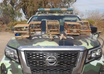 Impactante hallazgo en Caucete: cazaban liebres y tenían aves autóctonas cautivas