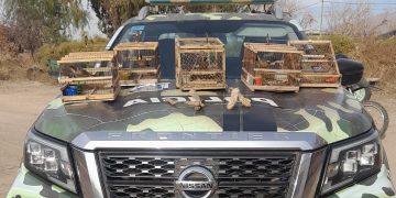 Impactante hallazgo en Caucete: cazaban liebres y tenían aves autóctonas cautivas