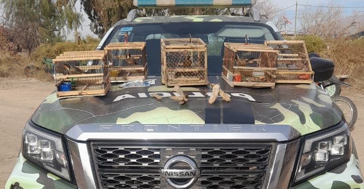 Impactante hallazgo en Caucete: cazaban liebres y tenían aves autóctonas cautivas