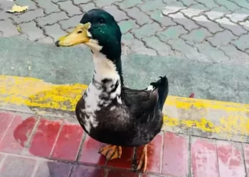 Denuncian a un pato por “atacar mascotas” y lo expulsan del centro, pero vecinos reclaman su regreso