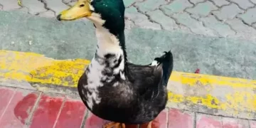 Denuncian a un pato por “atacar mascotas” y lo expulsan del centro, pero vecinos reclaman su regreso