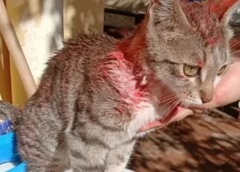 Asociación proteccionista suspende adopciones en el Día del Niño: “Los animales no son juguetes”