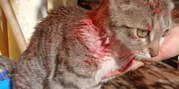 Asociación proteccionista suspende adopciones en el Día del Niño: “Los animales no son juguetes”