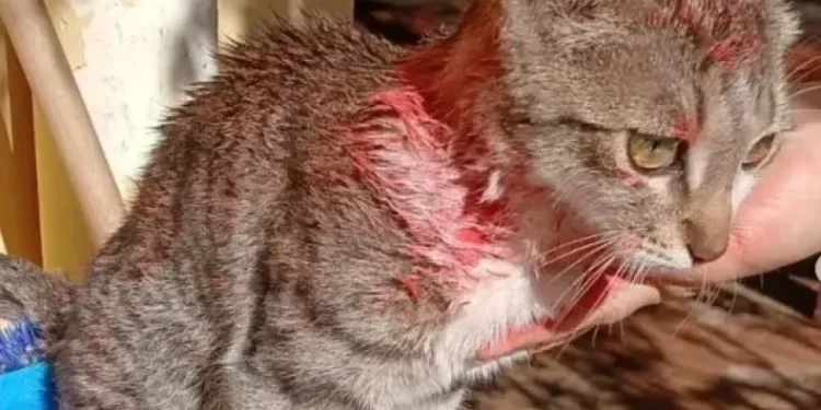 Asociación proteccionista suspende adopciones en el Día del Niño: “Los animales no son juguetes”