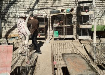 Allanamientos en 25 de Mayo y Caucete: hallaron aves, droga y un arma de fuego