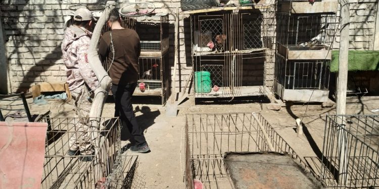 Allanamientos en 25 de Mayo y Caucete: hallaron aves, droga y un arma de fuego