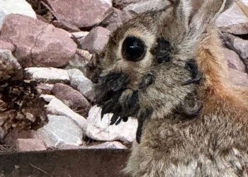 Preocupación por la aparición de conejos con extraños tentáculos en la cabeza